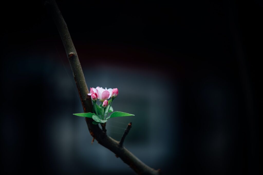 Budding flower on a tree branch