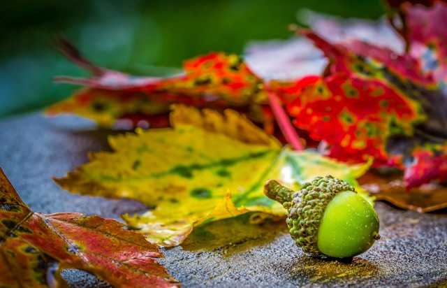 Image of an acorn and fall foliage