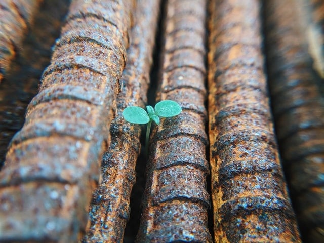 Image of a small green sprout
