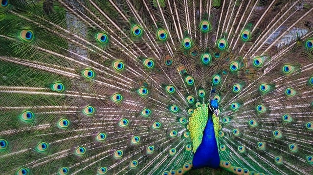 Image of a peacock