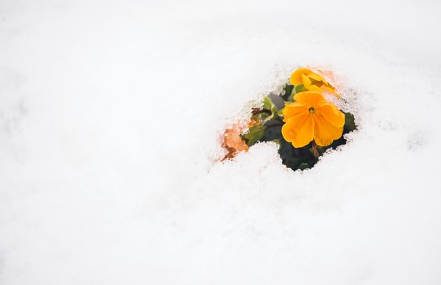 Image of a flower blooming through the snow