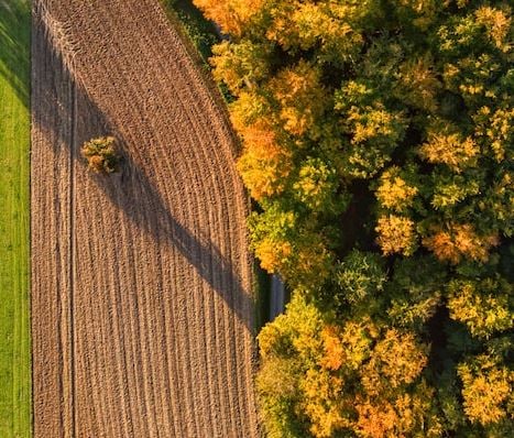 Image of one tree just beside a forest of trees