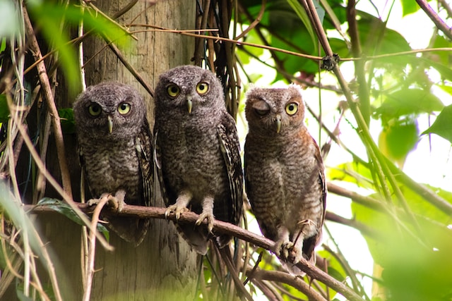 image of three owls on a branch