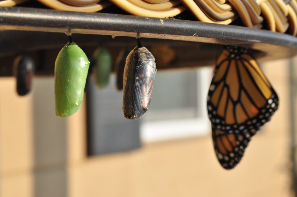 Stages of pupation from caterpillar to butterfly