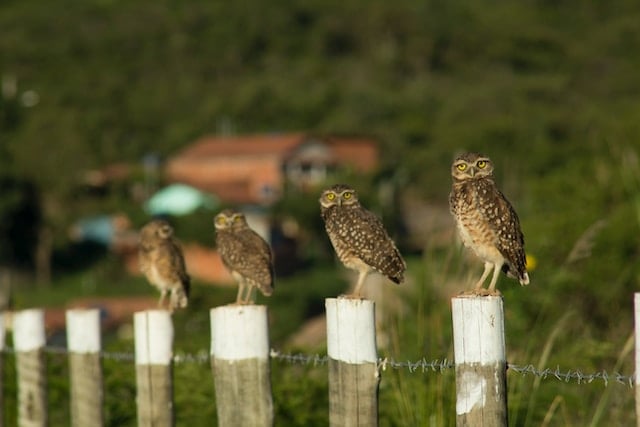 Image of four owls sitting on posts.
