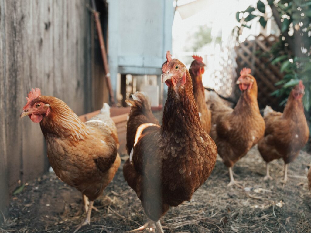 A flock of chickens
