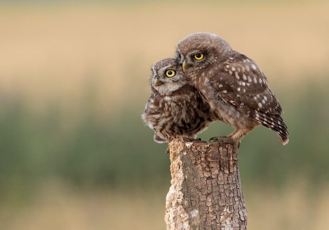 Image of two owls sitting on a stump