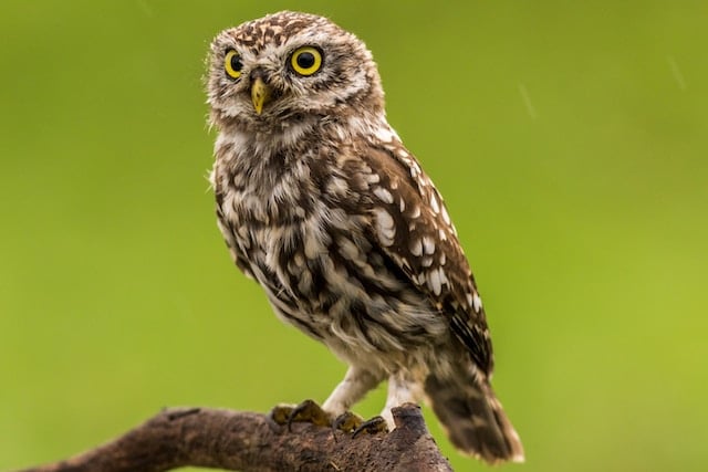 Image of an owl
